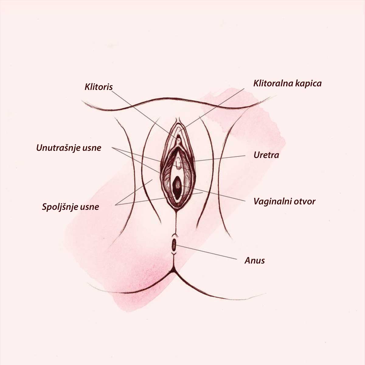 Šta je tačno vagina?