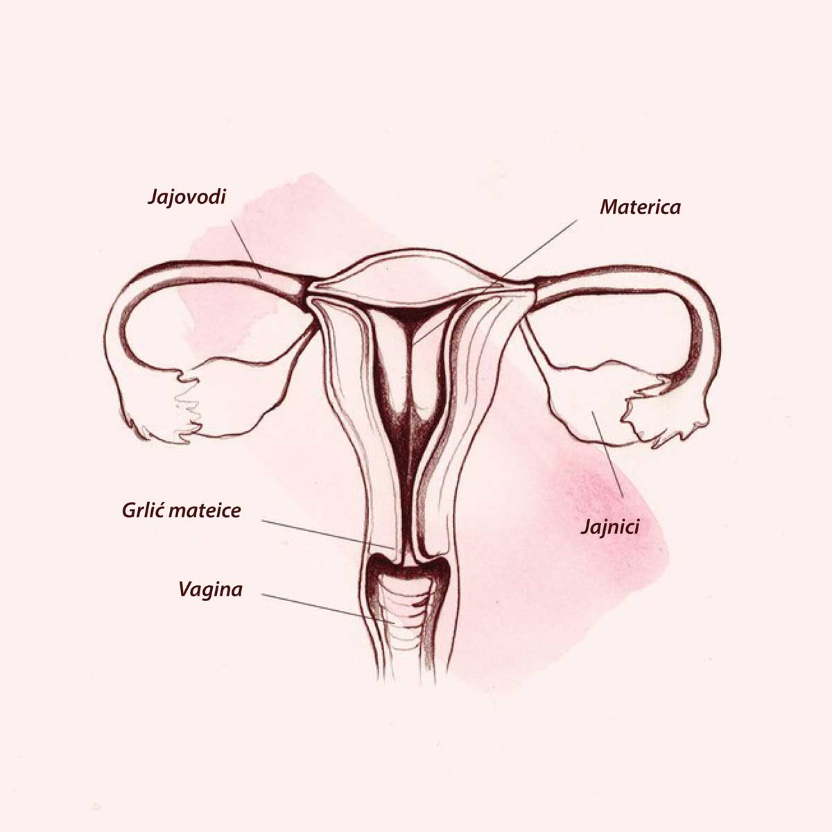 Šta je tačno vagina?